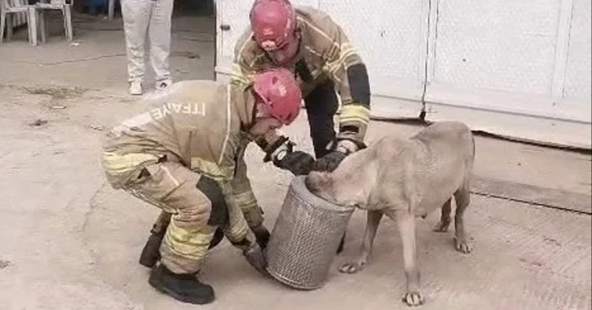 Hava filtresine sıkışan köpek kurtarıldı