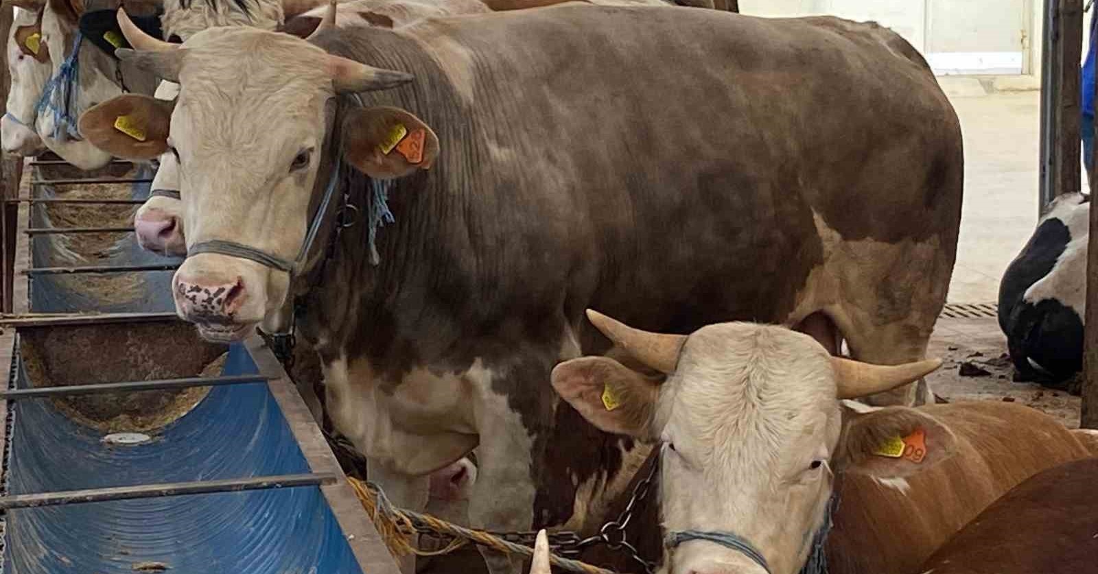 Kurbanlıkta küpe, yaş ve sağlık uyarısı