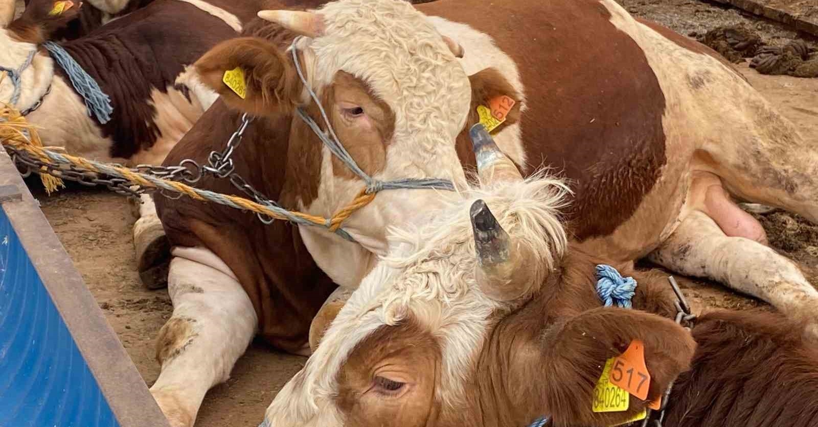 Kurbanlıkta küpe, yaş ve sağlık uyarısı